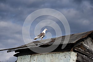 Pigeon is on the roof of dovecote, against a beautiful sky