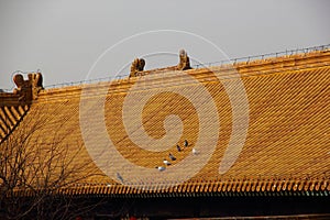 Pigeon on the roof of palace