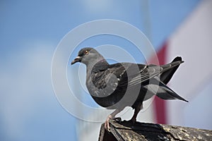 Pigeon photo