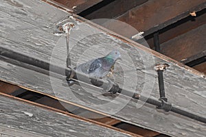 Pigeon roosting on a water sprinkler pipe.