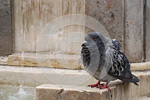 Pigeon ruffling its feathers