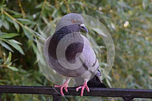 Pigeon. Russia. Tomsk. City Park