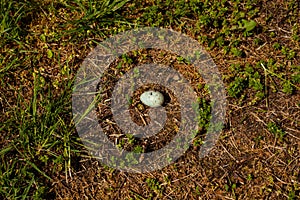 A pigeon's egg in the grass
