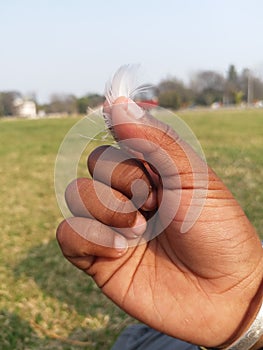 Pigeon`s feather on a Child`s hand