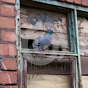Pigeon sat on broken window