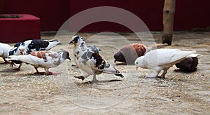 Pigeon searching food