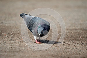 Pigeon is searching for food