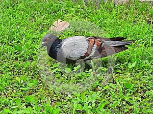 A pigeon seen at the backyard searching for food. Located at Kota Kinabalu, Sabah.