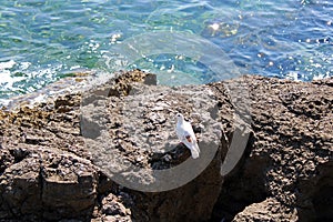 Pigeon by the shore of Ika, Kvarner bay, Adriatic coast, Croatia