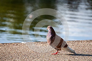 Pigeon on the shore of Victoria park boating Lake