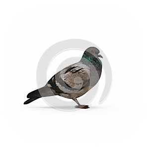 Pigeon side view isolated 3d rendering
