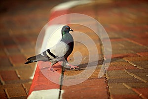 Pigeon on sidewalk