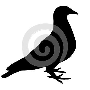 Pigeon silhouete isolated on white background