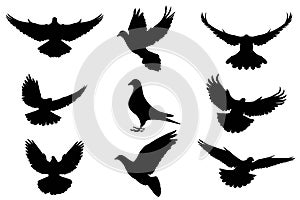 Pigeon silhouette, flying dove silhouette vector photo