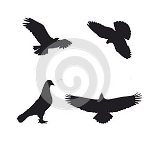 Pigeon silhouette Images Vector art