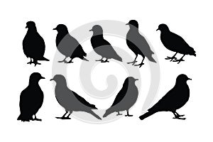 Pigeon silhouette vector collection on a white background. Beautiful Pigeon sitting peacefully silhouette set design. Bird