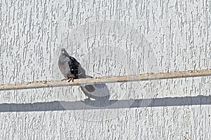 Pigeon sit on a pipe near a white wall in a sunny day