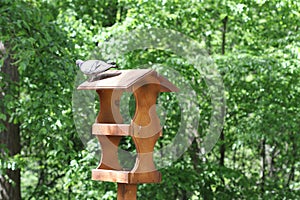 The pigeon sits on the bird feeder.