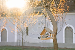 A pigeon sits in a bird feeder on a tree in a park on a sunny spring day.