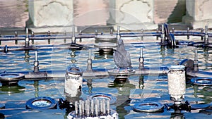 A pigeon sits on the edge of a city fountain