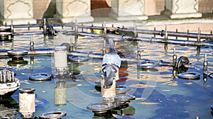 A pigeon sits on the edge of a city fountain