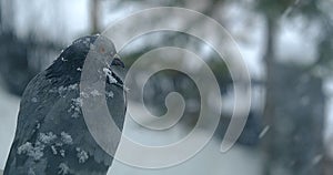 a pigeon sits outside the window during a snowfall in winter