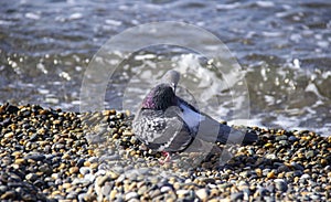 A pigeon sits on a pebble beach by the sea. The bird cleans its plumage