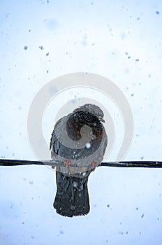 A pigeon sits on a wire during a snowfall