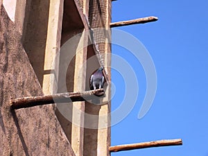 Pigeon sittin on a Wind tower in Old Dubai