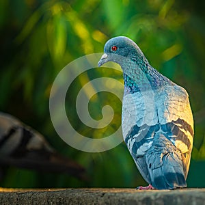 A Pigeon sitting