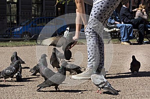 The pigeon is sitting on the arm of the girl, the flock of birds