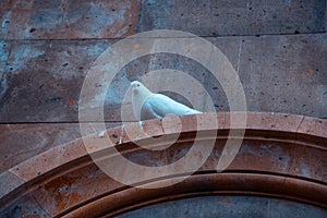 Pigeon are sitting on the armhole of the Church, With Close-up