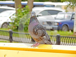 A pigeon sitting on bench back