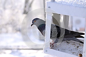 Pigeon sitting in the birdfeeder at the city park, winter