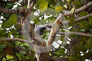 Pigeon sitting on the branch of a tree near Yamuna Ghat in Delhi India, Pigeon searching for food during morning time