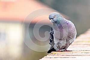 Pigeon posing on bricks border