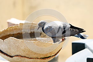 Pigeon sitting on a broken water pot