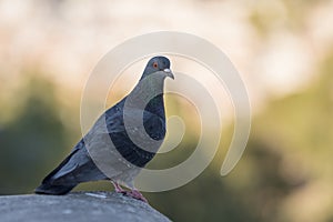Pigeon sitting in city park in spring closeup