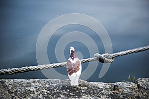 A pigeon, sitting on the edge of the harbor in Honfleur, Normandy, France