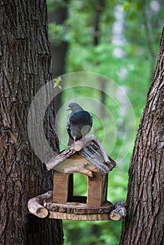 Pigeon sitting on feeder