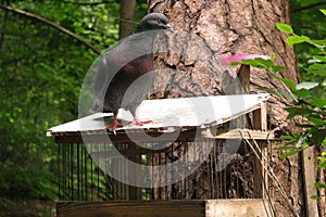Pigeon sitting on the feeder. Wooden through for birds on the tree. Pigeon in the forest on a wooden feeder with rods