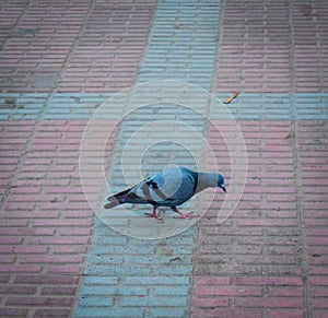 Pigeon sitting on the floor in Haridwar India. Pigeon on the floor. Pigeon searching food