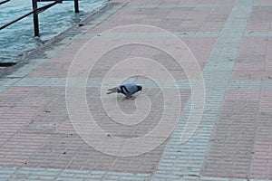 Pigeon sitting on the floor, pigeon on the floor near ganga river in haridwar india photo