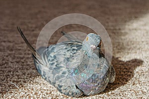 A pigeon is sitting on the floor in a room. A pigeon looks into the camera