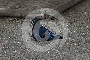 the pigeon sitting on the ground