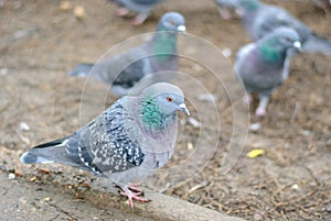 Pigeon sitting on the ground and looking at the ca