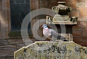 Pigeon Sitting on a Headstone in an Old Country Cemetery