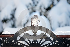 Pigeon sitting on a metal bird ornament