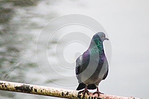 A pigeon sitting next to river