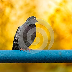 Pigeon sitting on a pipe